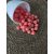 15MM KORALL